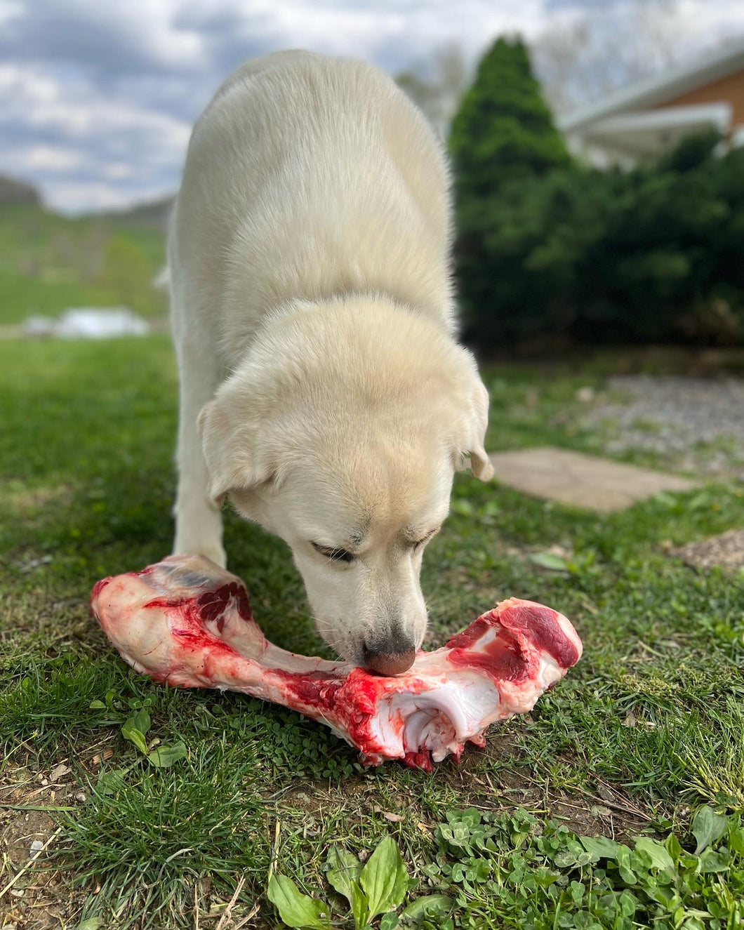 Bison - Dog Bones